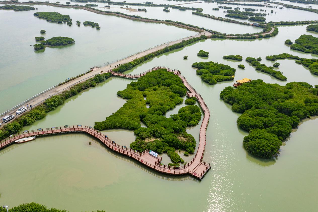 湛江红树林